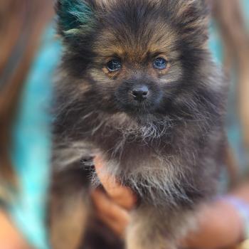 chiot Spitz allemand charbonnee Titou Élevage du Royaume des P'tits Loups