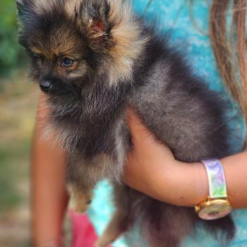 chiot Spitz allemand charbonnee Titou Élevage du Royaume des P'tits Loups