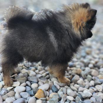 chiot Spitz allemand charbonnee Titou Élevage du Royaume des P'tits Loups