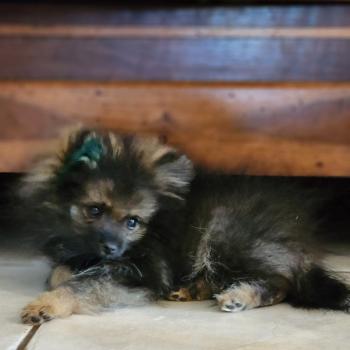chiot Spitz allemand charbonnee Titou Élevage du Royaume des P'tits Loups