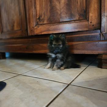 chiot Spitz allemand charbonnee Titou Élevage du Royaume des P'tits Loups
