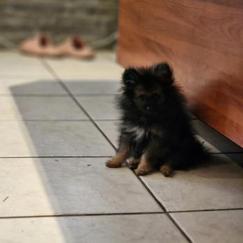 chiot Spitz allemand charbonnee Titou Élevage du Royaume des P'tits Loups