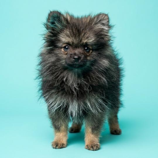 Titou Mâle Spitz allemand