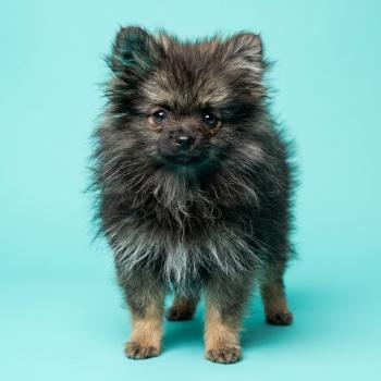 chiot Spitz allemand charbonnee Titou Élevage du Royaume des P'tits Loups
