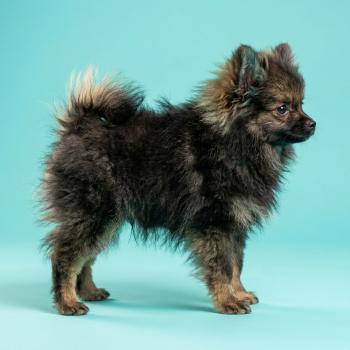 chiot Spitz allemand charbonnee Titou Élevage du Royaume des P'tits Loups