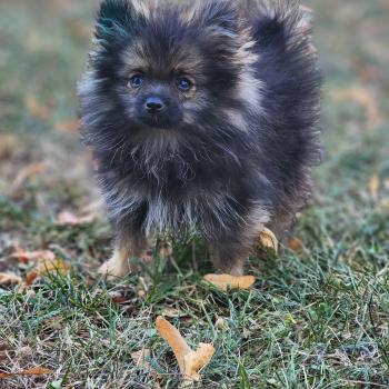 chiot Spitz allemand charbonnee Titou Élevage du Royaume des P'tits Loups