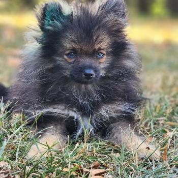 chiot Spitz allemand charbonnee Titou Élevage du Royaume des P'tits Loups