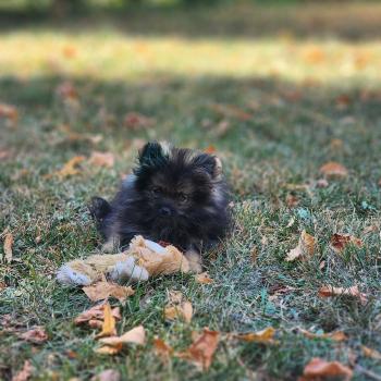 chiot Spitz allemand charbonnee Titou Élevage du Royaume des P'tits Loups