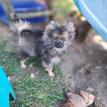 chiot Spitz allemand charbonnee Titou Élevage du Royaume des P'tits Loups