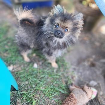 chiot Spitz allemand charbonnee Titou Élevage du Royaume des P'tits Loups