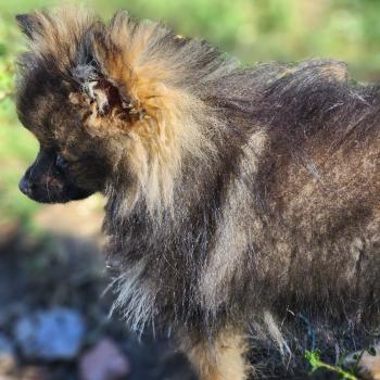chiot Spitz allemand charbonnee Titou Élevage du Royaume des P'tits Loups
