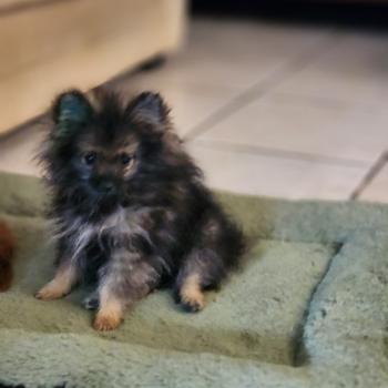 chiot Spitz allemand charbonnee Titou Élevage du Royaume des P'tits Loups