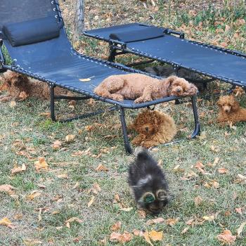 chiot Spitz allemand charbonnee Titou Élevage du Royaume des P'tits Loups