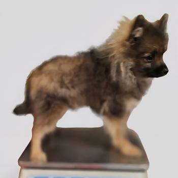 chiot Spitz allemand charbonnee Titou Élevage du Royaume des P'tits Loups