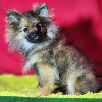 chiot Spitz allemand charbonnee Titou Élevage du Royaume des P'tits Loups