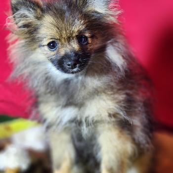 chiot Spitz allemand charbonnee Titou Élevage du Royaume des P'tits Loups