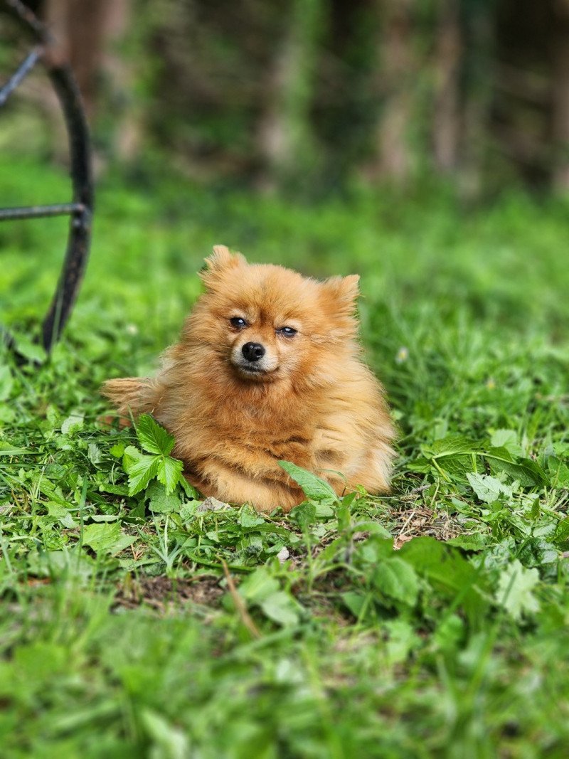 O'hara (ancoride) Femelle Spitz allemand