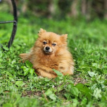 chien Spitz allemand O'hara (ancoride) Élevage du Royaume des P'tits Loups