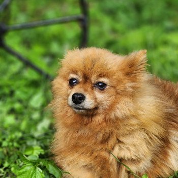 chien Spitz allemand O'hara (ancoride) Élevage du Royaume des P'tits Loups