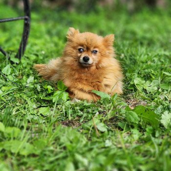 chien Spitz allemand O'hara (ancoride) Élevage du Royaume des P'tits Loups