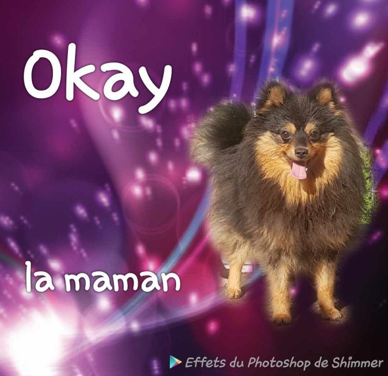 okay Femelle Spitz allemand