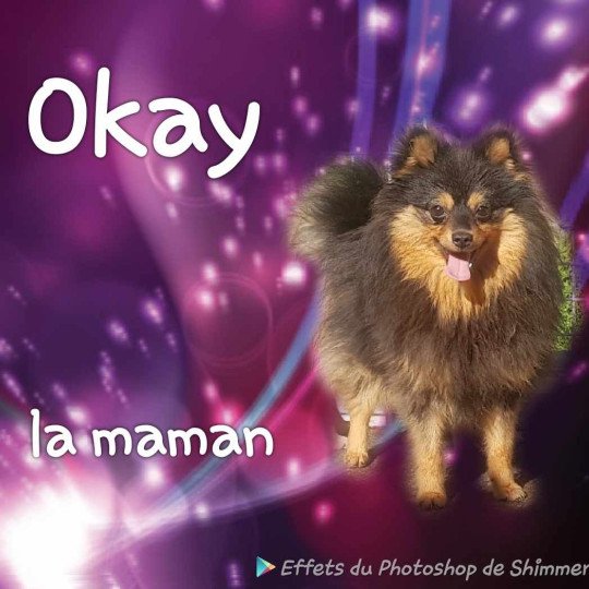 okay Femelle Spitz allemand