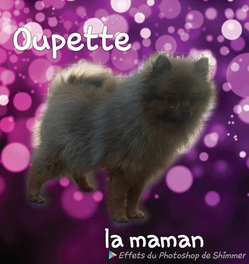 Oupette (Ancoride) Femelle Spitz allemand