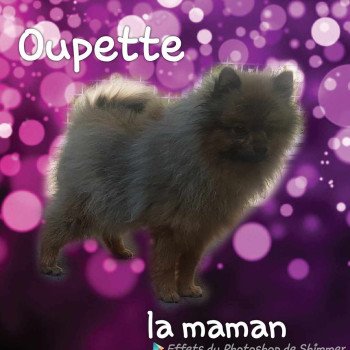 chien Spitz allemand oupette (ancoride) Élevage du Royaume des P'tits Loups