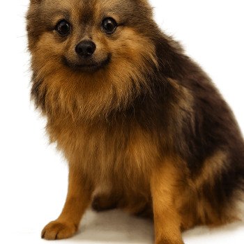 chien Spitz allemand Salto Élevage du Royaume des P'tits Loups