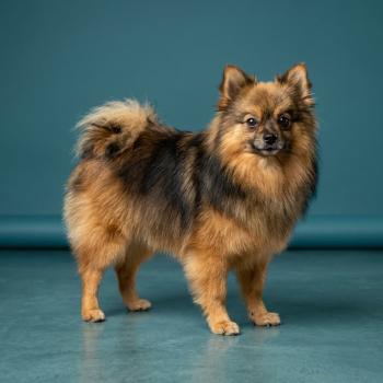 chien Spitz allemand Salto Élevage du Royaume des P'tits Loups