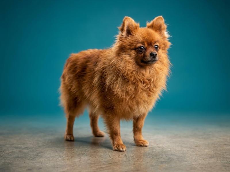 Sisca (ancoride, Lof non confirmer) Femelle Spitz allemand