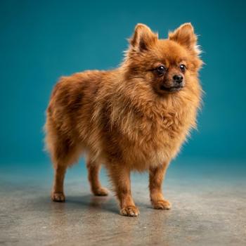 chien Spitz allemand Sisca Élevage du Royaume des P'tits Loups