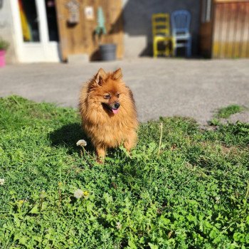 chien Spitz allemand Tarka Élevage du Royaume des P'tits Loups