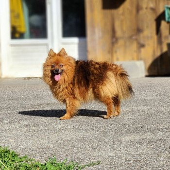 chien Spitz allemand Tarka Élevage du Royaume des P'tits Loups