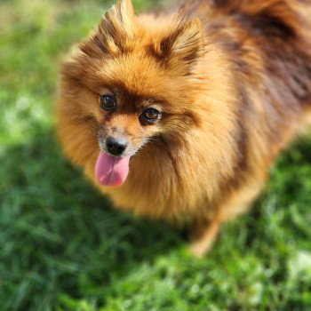 chien Spitz allemand Tarka Élevage du Royaume des P'tits Loups