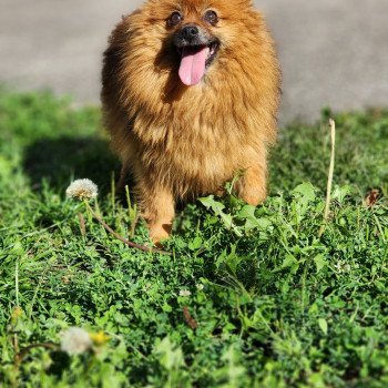 chien Spitz allemand Tarka Élevage du Royaume des P'tits Loups