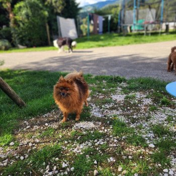 chien Spitz allemand Tarka Élevage du Royaume des P'tits Loups