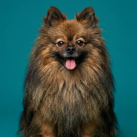 Teddy ( lof non confirmer, Ancoride) Mâle Spitz allemand