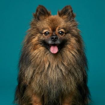 chien Spitz allemand Teddy (non confirmer, Ancoride) Élevage du Royaume des P'tits Loups