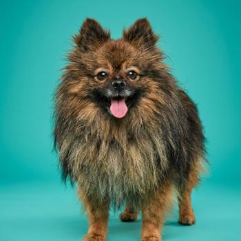 chien Spitz allemand Teddy (non confirmer, Ancoride) Élevage du Royaume des P'tits Loups