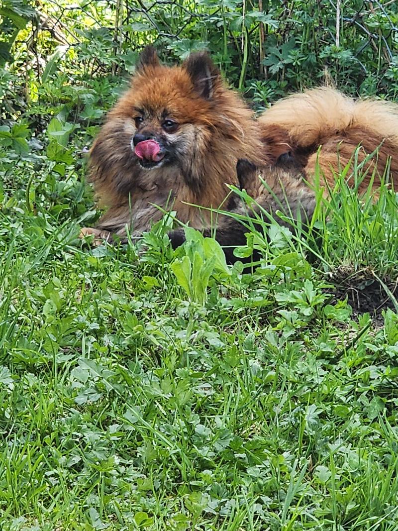 Thais Dit Tagada (ancoride) Femelle Spitz allemand
