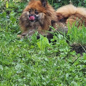 Thais Dit Tagada (ancoride) Femelle Spitz allemand