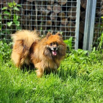 chien Spitz allemand Thais Élevage du Royaume des P'tits Loups