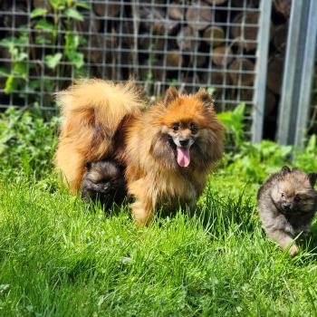 chien Spitz allemand Thais Élevage du Royaume des P'tits Loups