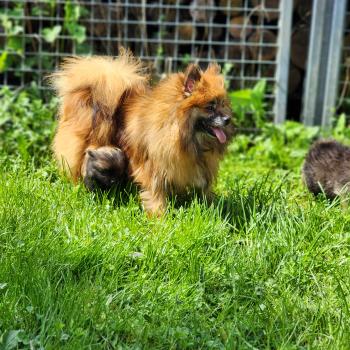 chien Spitz allemand Thais Élevage du Royaume des P'tits Loups