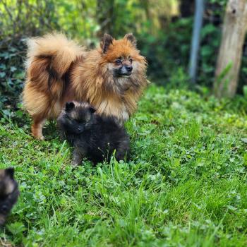 chien Spitz allemand Thais Élevage du Royaume des P'tits Loups