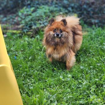 chien Spitz allemand Thais Élevage du Royaume des P'tits Loups