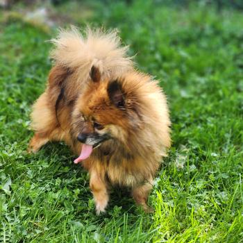 chien Spitz allemand Thais Élevage du Royaume des P'tits Loups