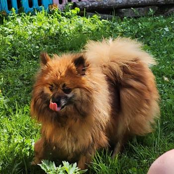 chien Spitz allemand Thais Élevage du Royaume des P'tits Loups