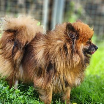chien Spitz allemand Thais Élevage du Royaume des P'tits Loups